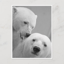 Cartão Postal Polar Bear Nibbles