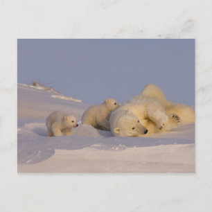 Cartão Postal polar bear, Ursus maritimus, sow playing