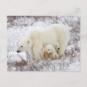 Cartão Postal Polar Bears fêmea e dois filhotes