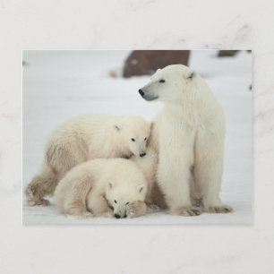 Cartão Postal Polar Ela Ursa Com Cubos