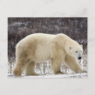 Cartão Postal Polar Ursus maritimus) em Churchill