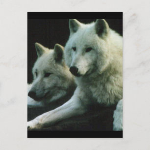Cartão Postal Polar Wolf