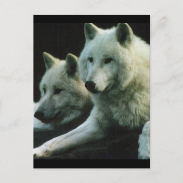 Cartão Postal Polar Wolf (Frente)