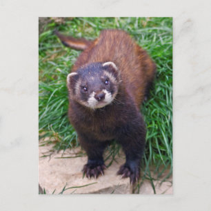 Cartão postal Polecat