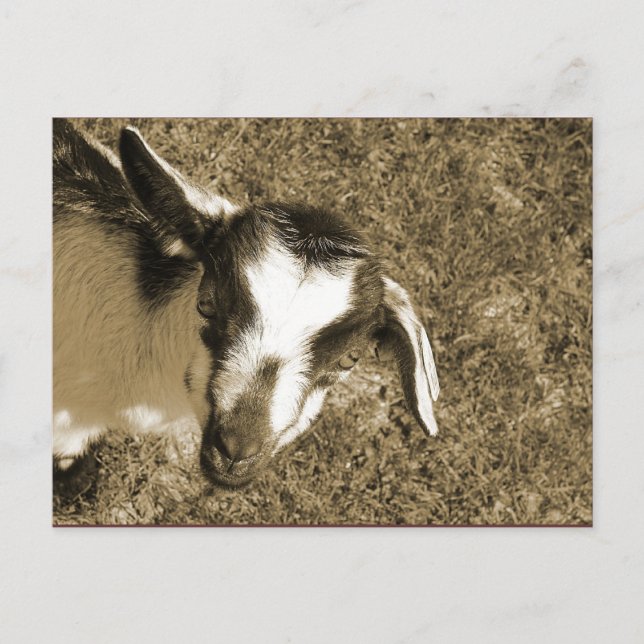 Cartão Postal Polegarzinha (Frente)