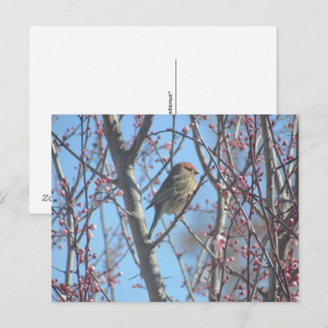 Cartão postal - Poleiro de primavera (Frente/Verso)