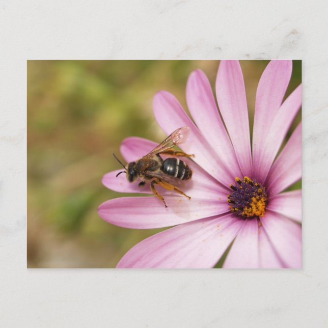 Cartão Postal Polen (Frente)