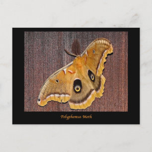 Cartão Postal Polifema Moth