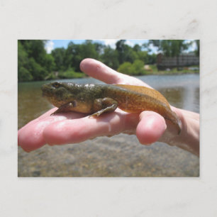 Cartão Postal Pollywog