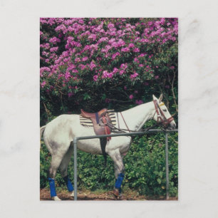 Cartão Postal Polo Pony Await Chukker
