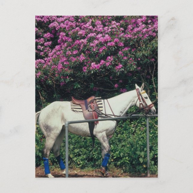 Cartão Postal Polo Pony Await Chukker (Frente)
