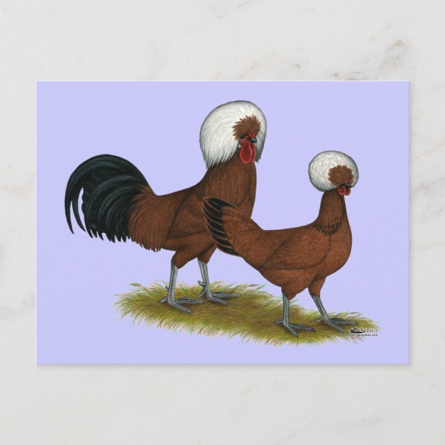Cartão Postal Polonês: White Crested Reds (Frente)