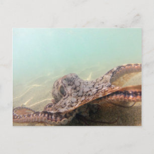 Cartão Postal Polvo do Havaí