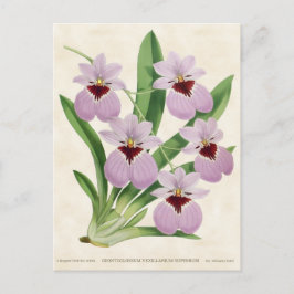 Cartão Postal Pomada De Odontoglossum Púrpura Botânica