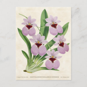 Cartão Postal Pomada De Odontoglossum Púrpura Botânica