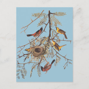 Cartão Postal Pomar de Audubon Oriole em Pecuária Mel