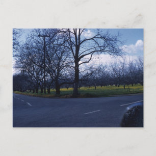 Cartão Postal Pomar de Cupertino 1960