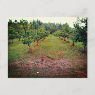 Cartão Postal pomar de maçã Cider Flats Hinckley Minnesota