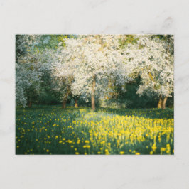 Cartão Postal Pomar sonhador de primavera