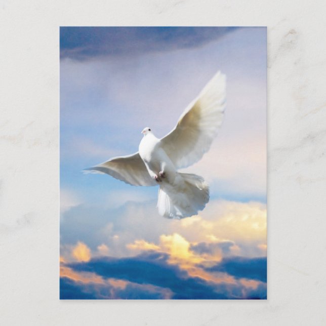 Cartão Postal Pomba branca em voo (Frente)