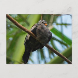 Cartão Postal Pomba-de-coleira