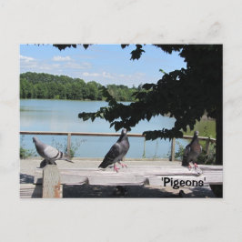 Cartão Postal Pombas Elegantes
