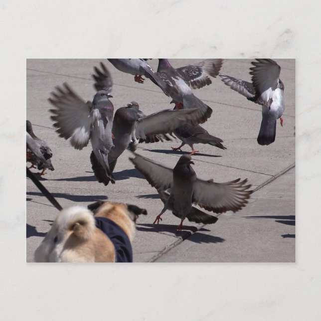 Cartão Postal Pombo (Frente)