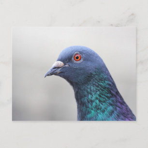 Cartão Postal Pombo Aleatório