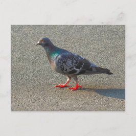 Cartão Postal Pombo Andando
