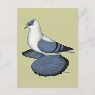 Cartão Postal Pombo-andorinho