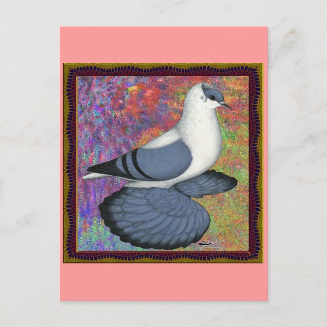 Cartão Postal Pombo-andorinho (Frente)