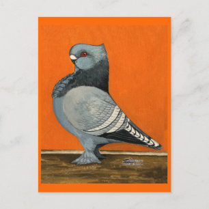 Cartão Postal Pombo Blondinette Azul