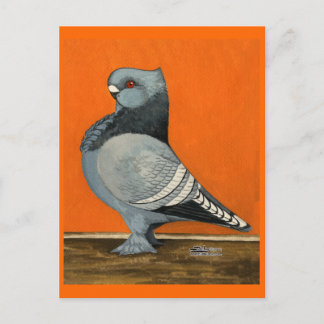 Cartão Postal Pombo Blondinette Azul
