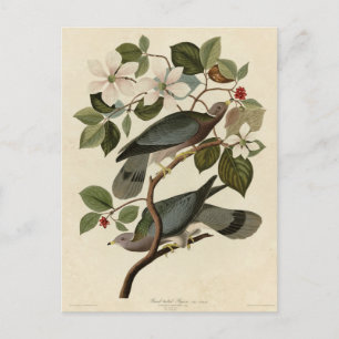 Cartão Postal Pombo-de-cauda-banda - Aves da América de Audubon