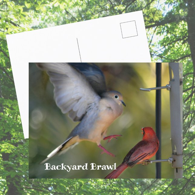 Cartão Postal Pombo e Cardinal Briga no Quintal (Criador carregado)