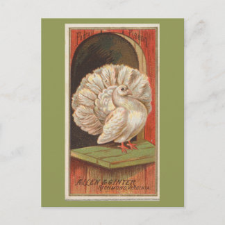 Cartão Postal Pombo Fantail