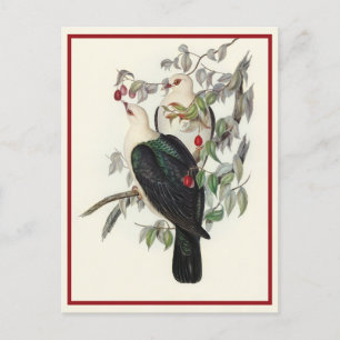 Cartão Postal Pombo-Fruta-cabeça-branca, Vintage