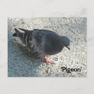 Cartão Postal Pombo Gracioso