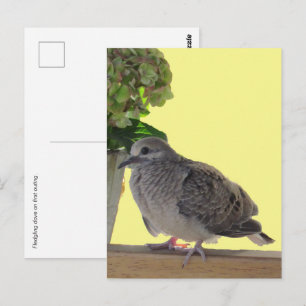 Cartão postal - Pombo jovem