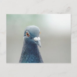 Cartão Postal Pombo na janela v2
