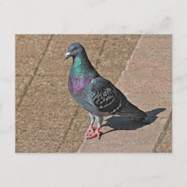 Cartão Postal Pombo, No Lago Roath Park, Cardiff, Carro Postal D
