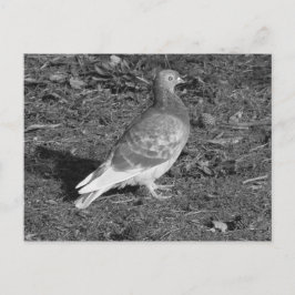 Cartão Postal Pombo no Parque Roath, Lago Cardiff (BW)