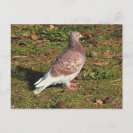 Cartão Postal Pombo no Roath Park Lake Cardiff