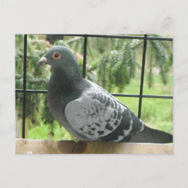 Cartão Postal Pombo Perfeito