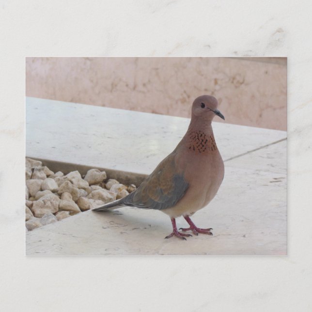 Cartão postal pombo, personalizar (Frente)