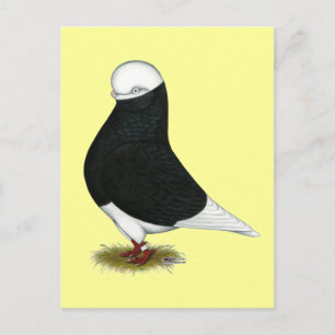 Cartão Postal Pombo Tumbador Preto Careca CL