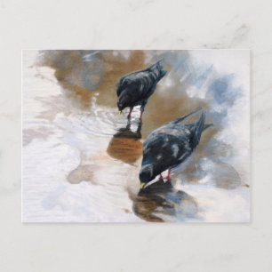 Cartão Postal Pombos