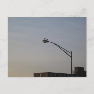 Cartão Postal pombos observando o nascer do sol