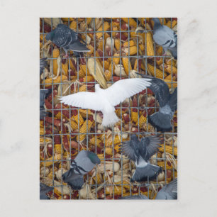 Cartão Postal Pombos pegam o milho