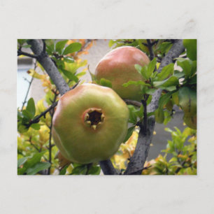 Cartão Postal Pomegranato